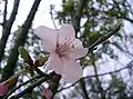 Cherry blossom flower