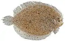 Indonesian ocellated flounder