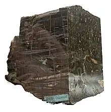 Image 36The trunk of early tree fern Psaronius, showing internal structure. The top of the plant would have been to the left of the image (from Evolutionary history of plants)