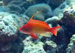 Sea goldie (Pseudanthias squamipinnis)