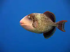 Yellowmargin triggerfish (Pseudobalistes flavimarginatus)