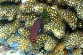 Six-line wrasse (Pseudocheilinus hexataenia)