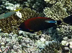 Chiseltooth wrasse (Pseudodax moluccanus)