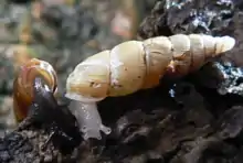 Normal (left) and albinistic (right) forms of the land snail Pseudofusulus varians, note that in the albino both the body and the shell are lacking the normal pigmentation.