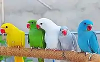 Pet rose-ringed parakeets are available in a wide variety of colours