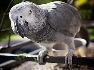 A grey parrot peers into the camera
