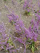 A more mauve colored specimen