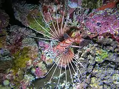 Spotfin lionfish (Pterois antennata)