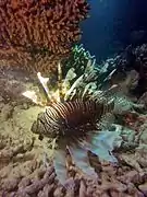 Common lionfish (Pterois miles)