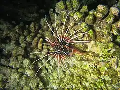 White-lined lionfish (Pterois radiata)