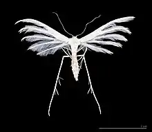 The plume moths (family Pterophoridae) have split wings