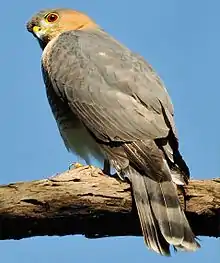 Falcón de sierra(Accipiter striatus venator)Endangered