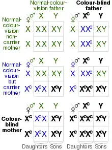 A chart showing likelihoods of genetic combinations and outcomes for red–green color blindness