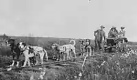 Image 8Cart dogs, c. 1900; different in appearance but doing the same work (from Dog type)