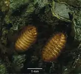 Pupae of Japanagromyza inferna, a gall fly, in gall of Centrosema virginianum