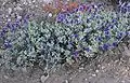 Salvia dorii in dry mountain habitat, about 10,000 feet (3,000&nbsp;m)