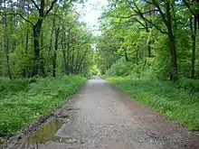 Niepołomice Forest
