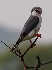 Pygmy falcon