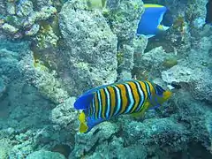 Regal angelfish (Pygoplites diacanthus)