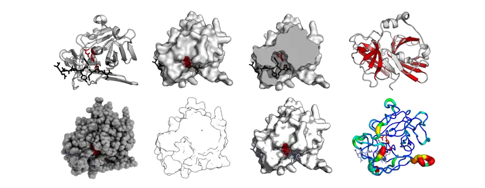 The same protein structure (TEV protease - PDB: 1LVB) rendered in different modes. Standard cartoon, surface, cut-through of surface, highlighted barrels, 'QuteMol'-like, 'Goodsell'-like, glossy-surface, and b-factor putty.
