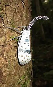 Pyrops coelestinus (from southern Vietnam)