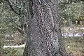 Rough aspect of the trunk, commonly seen in older trees
