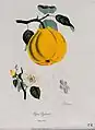 Quince (Cydonia oblonga)