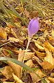 Colchicum autumnale