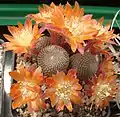 Rebutia heliosa. Aylostera.