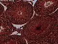 Microscopic view of Rabbit testis 100×