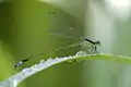 Male Rambur's forktail perched by the Equalization Pond