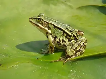 Pelophylax kl. esculentus