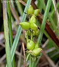 "Scheuchzeria palustris fruits"