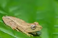 Raorchestes luteolus (Yellow bush frog)