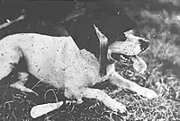 Rascal – Cumberland School of Law Mascot