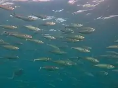 Indian mackerel (Rastrelliger kanagurta)