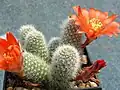 Rebutia fiebrigii (syn. R.&nbsp;fabrisii)
