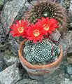 Rebutia marsoneri (syn. R.&nbsp;krainziana)