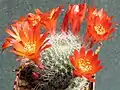 Rebutia minuscula (syn. R.&nbsp;senilis) – form with orange red flower