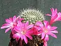 Rebutia minuscula (syn. R.&nbsp;senilis) – form with rose flower