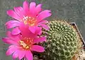 Rebutia minuscula (syn. R.&nbsp;violaciflora) – form with violet flower