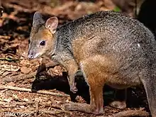 Brown pademelon