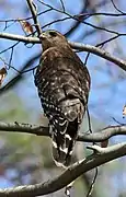 Red-shouldered hawk in Dunwoody, Georgia