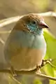 Red-cheeked cordon-bleu, Uraeginthus bengalus