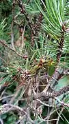 Larvae clusters found on a dwarf mugo pine in Amherst, Massachusetts, USA, August 6, 2015. Damaged branches can be seen below. Red head of larvae can be seen clearly in the close-up of the cluster.