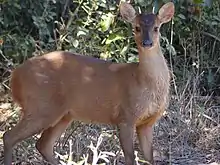 Red brocket