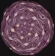 Multiple Fibonacci spirals: red cabbage in cross section