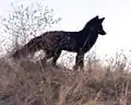 Red fox (during its black pelt color phase)