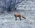 Red fox