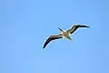 Red footed booby in flight over Half Moon Caye, Belize